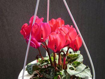 シクラメンのかおり