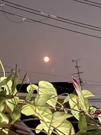 スタージャンムーン