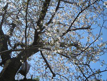 それでも春はきた