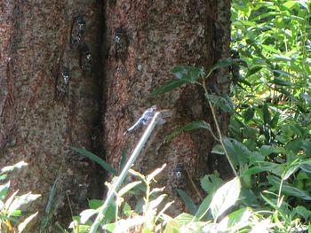 ウォーリー蝉を探せ