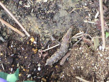 久しぶりの虫たち