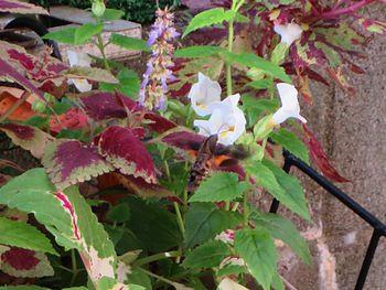 平成最後の秋の庭