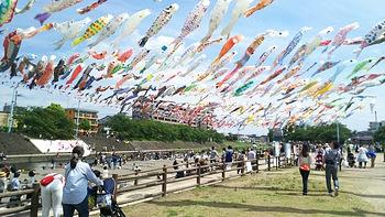 高槻探訪（こいのぼり）