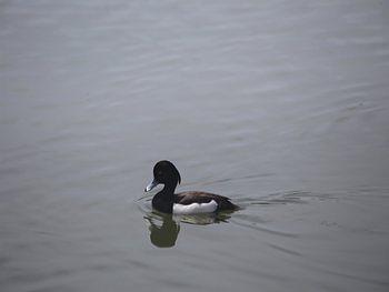 キンクロハジロ