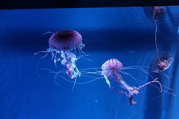 京都水族館（その２）