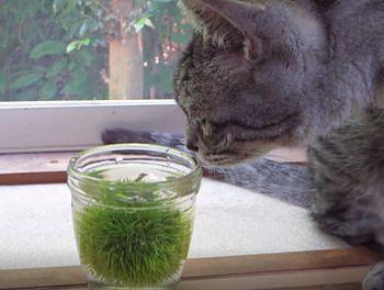 涼を求めて　お友達