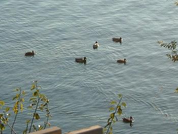 びわこの深呼吸