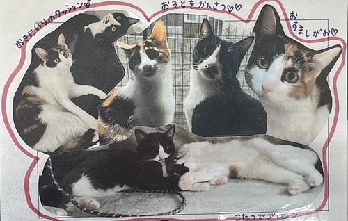 うちの子自慢！お便り