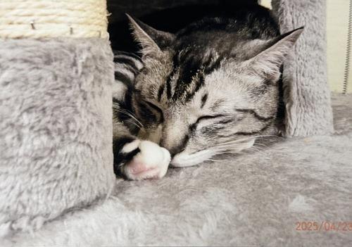 うちの子自慢！お便り