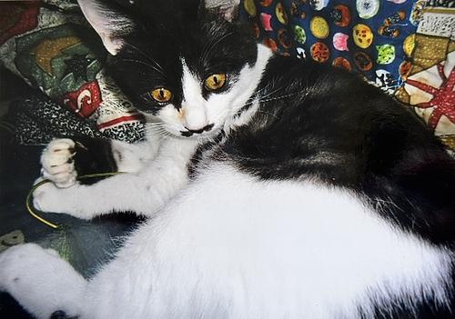 うちの子自慢！お便り