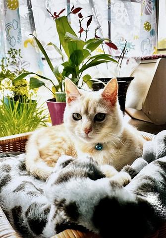 うちの子自慢！お便り