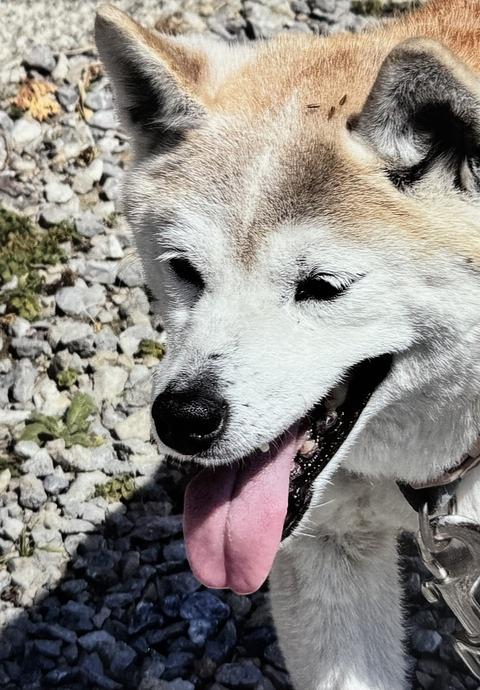 うちの子自慢！お便り