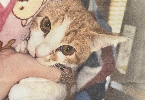 うちの子自慢！お便り