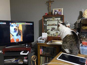 チロのTV鑑賞