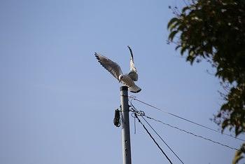 松沢池の野鳥たち