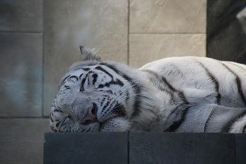 エキスポシティ（ニフレル）その２