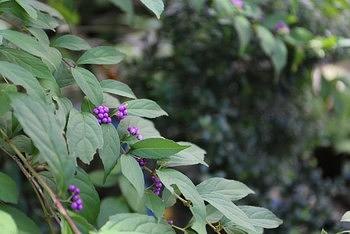 紫式部と杜鵑草