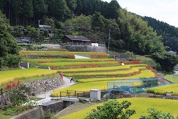 棚田と彼岸花