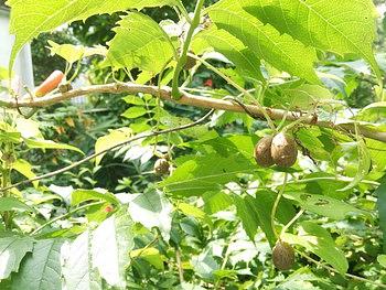 むかご（零余子）