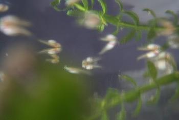 メダカの学校パートⅡ