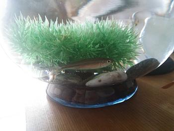 １８号めだか（続編）