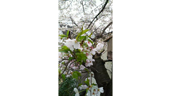 鳥目線でお花見