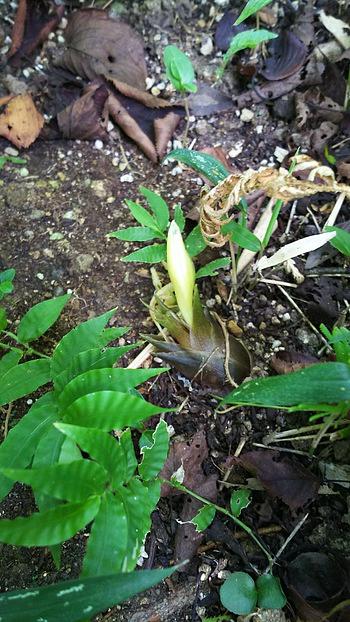食は庭にあり。