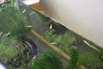 メダカその後