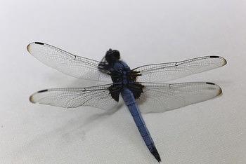 シオカラトンボ