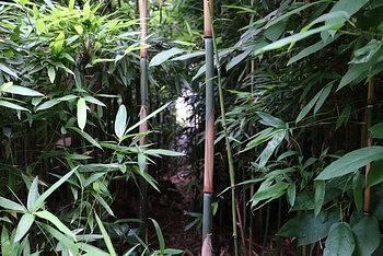 竹だらけの奥の細道