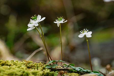 希望が丘に咲く「梅花オウレン」