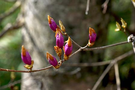三上山にもコバノミツバツツジが蕾をつけた