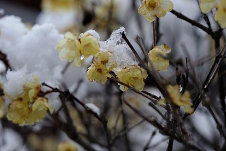 蝋梅あれこれ