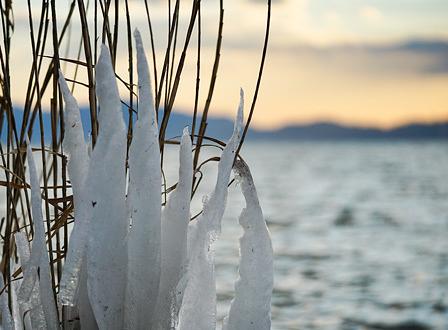 寒波の贈り物「しぶき氷」