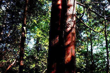 森閑の山中で檜皮はがし