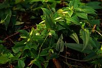 野に咲く瑠璃色のリンドウ