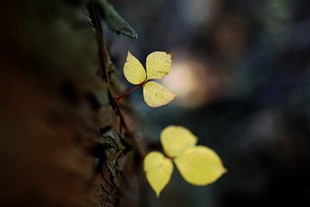 小さい秋を求めて