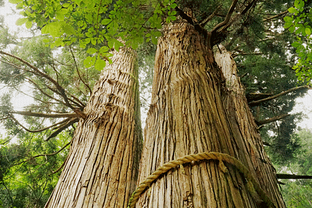 京都に日本一高い三本杉