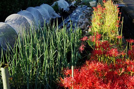 畑の周りにヒガンバナ