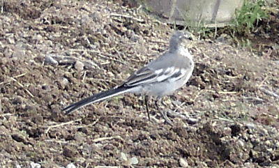 遊びにきた野鳥ハクセキレイ