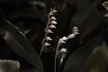 今年も咲いたミヤマウズラ/三上山