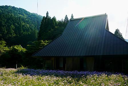 久多の北山友禅菊