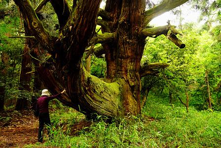 上古賀の一本杉