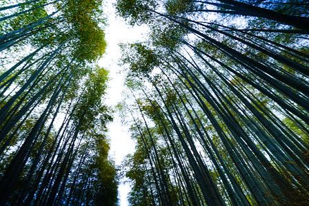 誰もいない嵯峨野「竹林の小径」