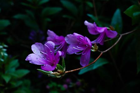ツツジ咲く三上山に寄せて