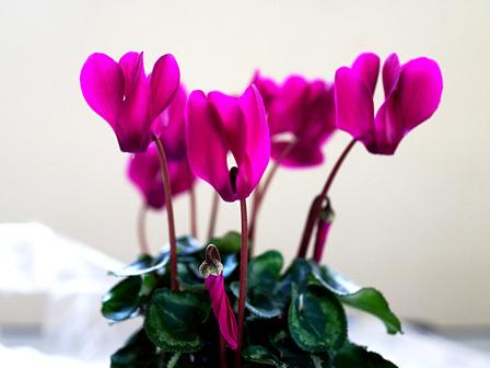 シクラメンのフェイク