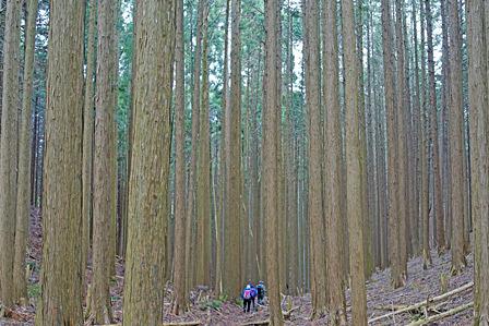 山中の倒木を憂う/貴船山