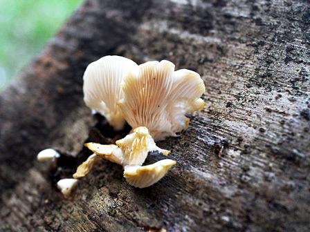 うすひらたけ/三上山のキノコ