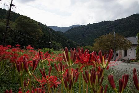 秋深まる半国山山麓