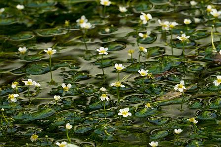 醒ヶ井の梅花藻に誘われて
